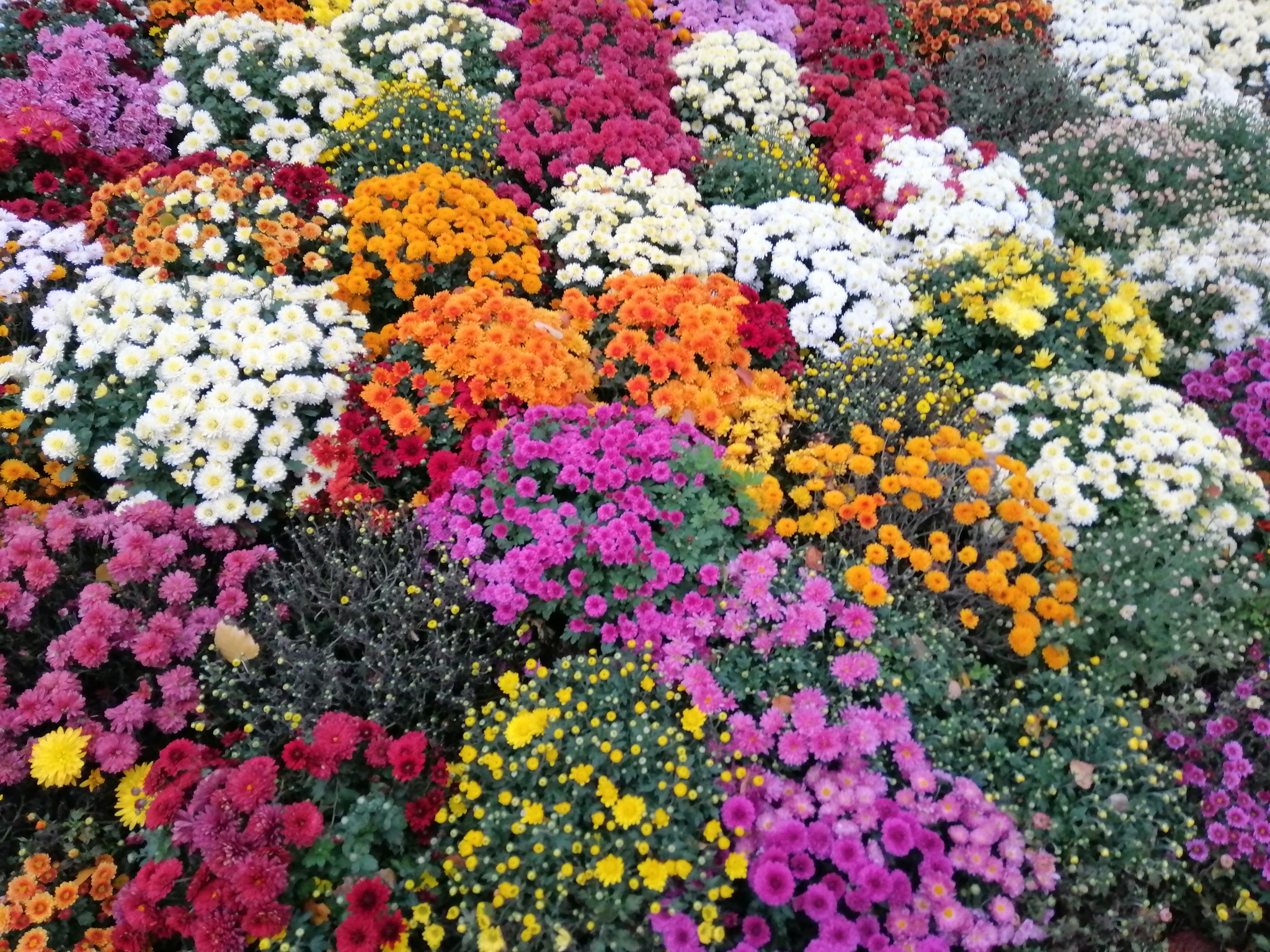 Chrysanthemum exhibition - My, Kiev, Flowers, Chrysanthemums, Autumn, Exhibition, Longpost