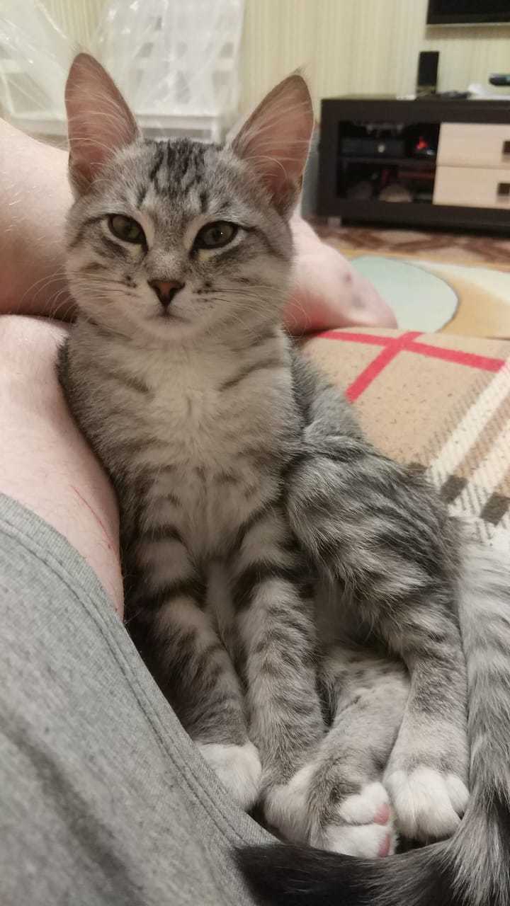 What do you mean, are you still sitting here? Come feed me! - My, cat, Pets