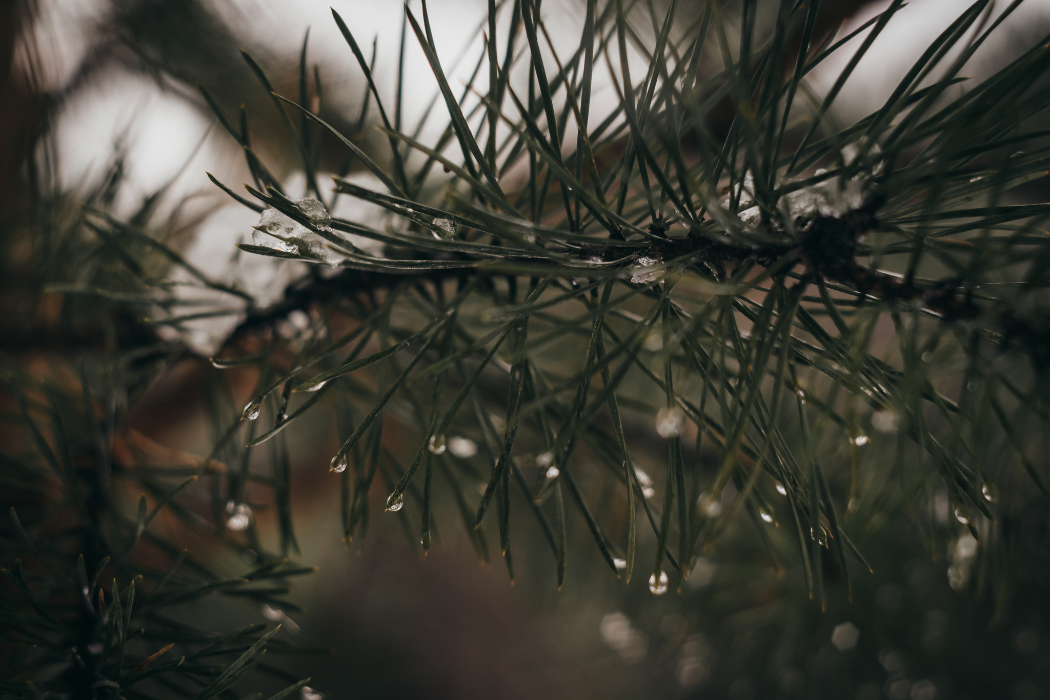 First snow - My, Snow, Ural, Forest, The photo, Nature, Squirrel, Longpost