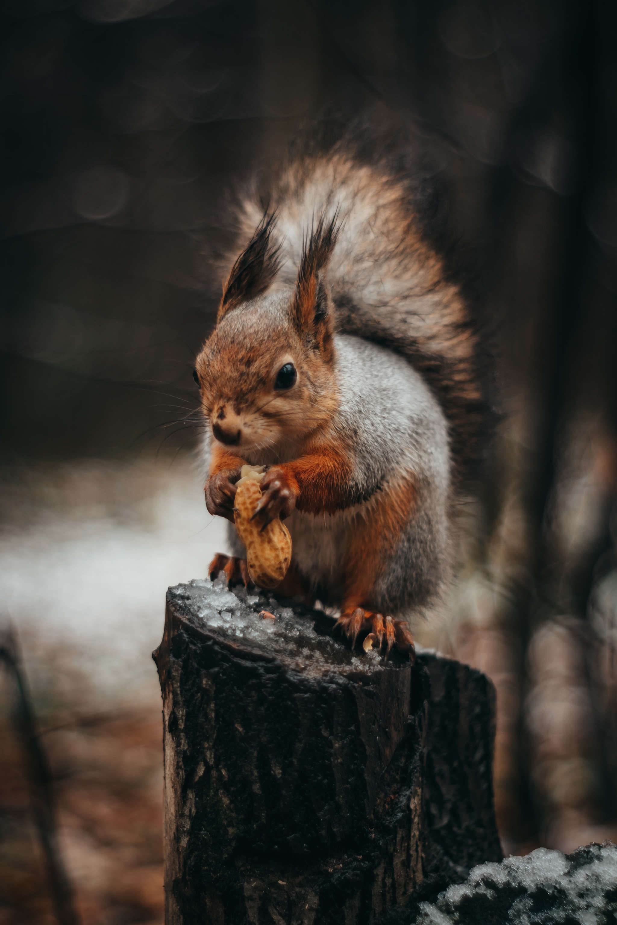 First snow - My, Snow, Ural, Forest, The photo, Nature, Squirrel, Longpost