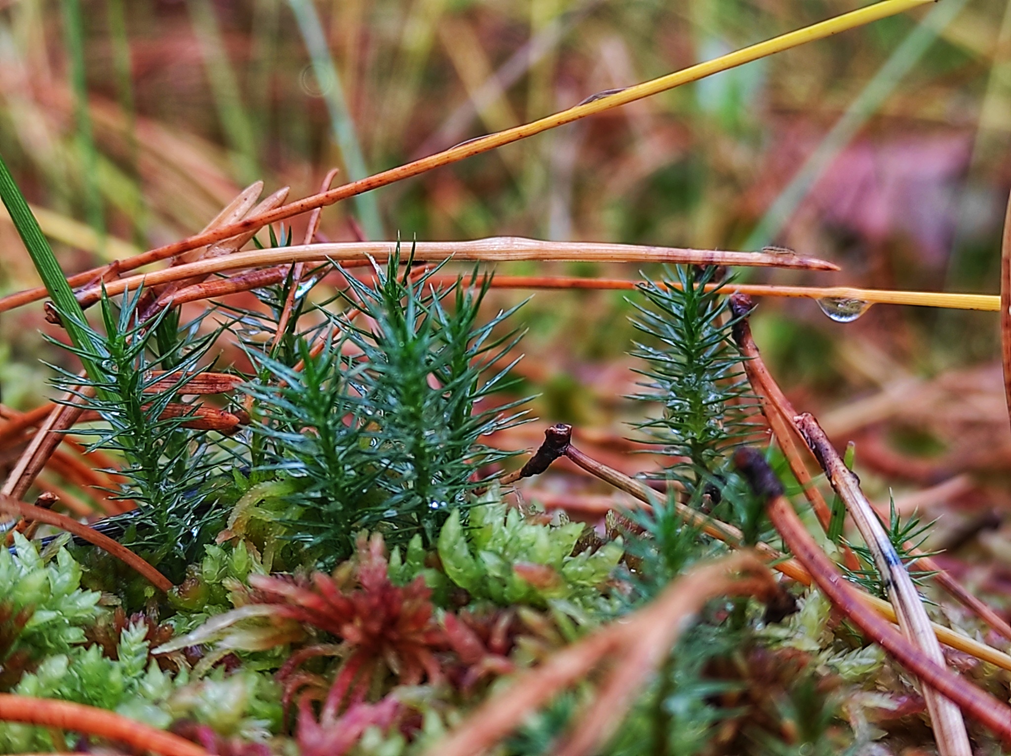 Moss in October - My, Mobile photography, Moss, Nature, Longpost