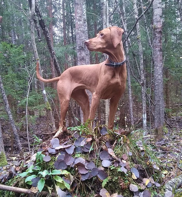 October walks - My, Legacy, Forest, Walk in the woods, Longpost