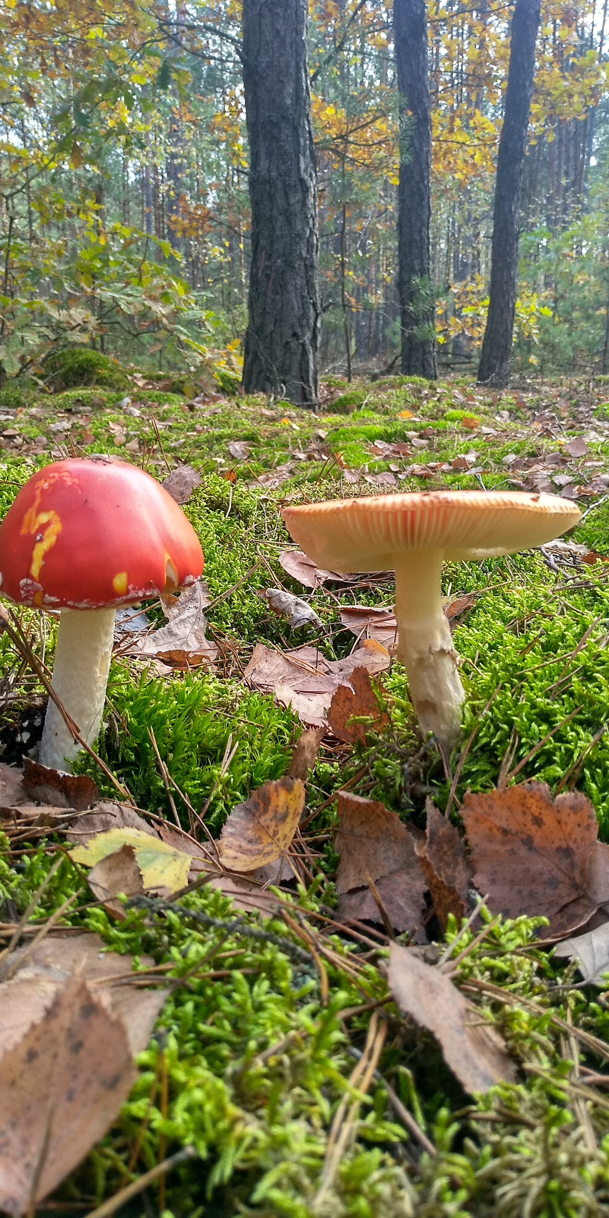 Today in the forest. Senor and senora - My, Mushrooms, Fly agaric, Forest