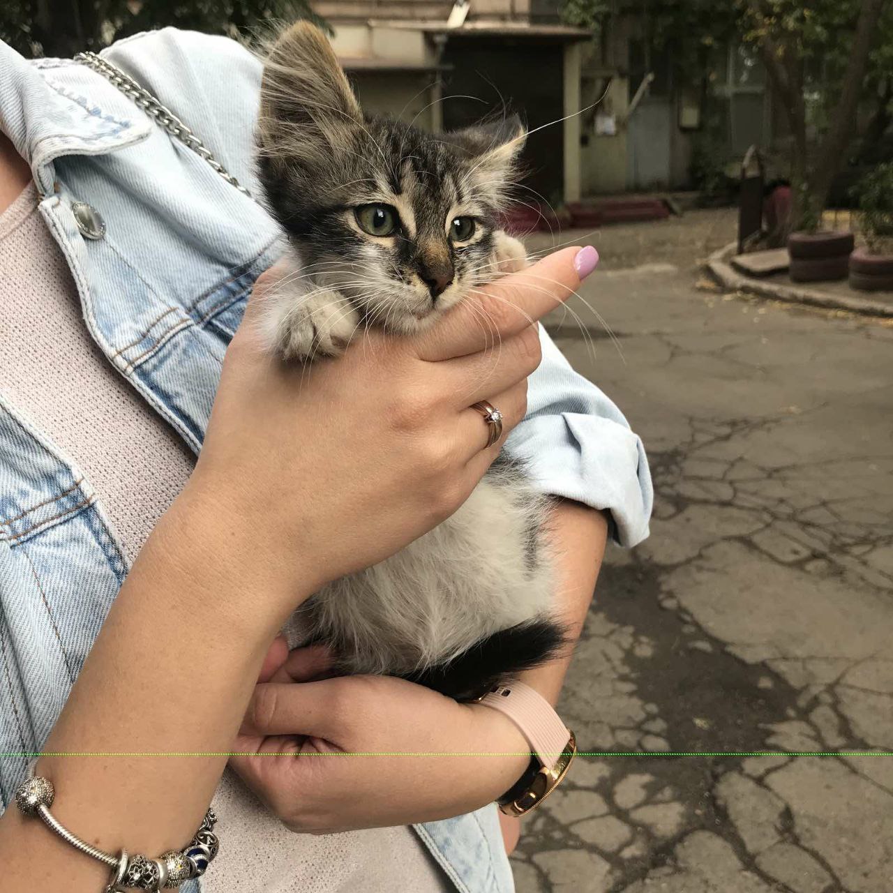 Мариуполь! Котёнок ищет дом! - Кот, В добрые руки, Мариуполь, Длиннопост, Котята, Без рейтинга, Бездомные животные