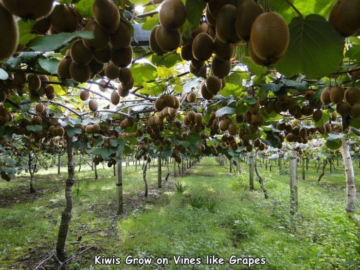 Hairy grapes - Kiwi, Фрукты, Grows, Prop, The photo