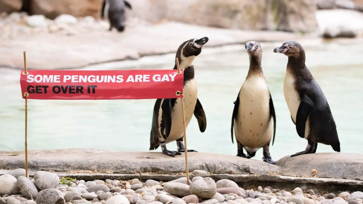 Пингвины-геи украли яйцо у самок лесбиянок | Пикабу