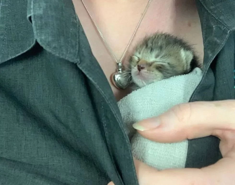 Peggy the kitten - a three-legged wonder girl - cat, Kittens, Dog, Cats and dogs together, Help, Animal Rescue, Veterinary, Vet clinic, Australia, Video, Longpost, Milota