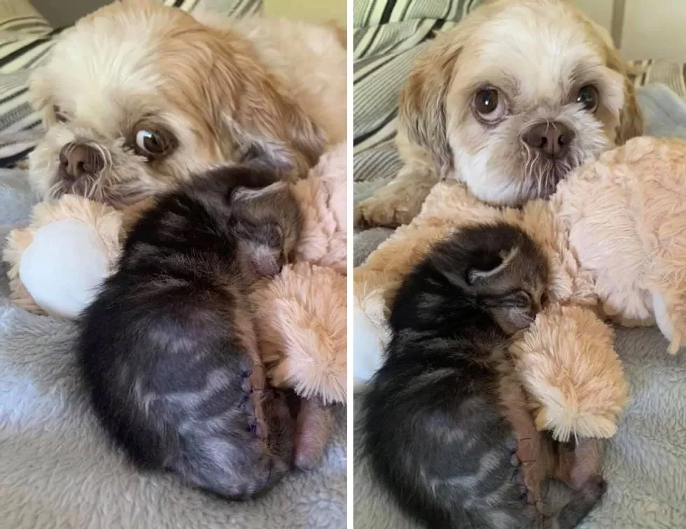 Peggy the kitten - a three-legged wonder girl - cat, Kittens, Dog, Cats and dogs together, Help, Animal Rescue, Veterinary, Vet clinic, Australia, Video, Longpost, Milota