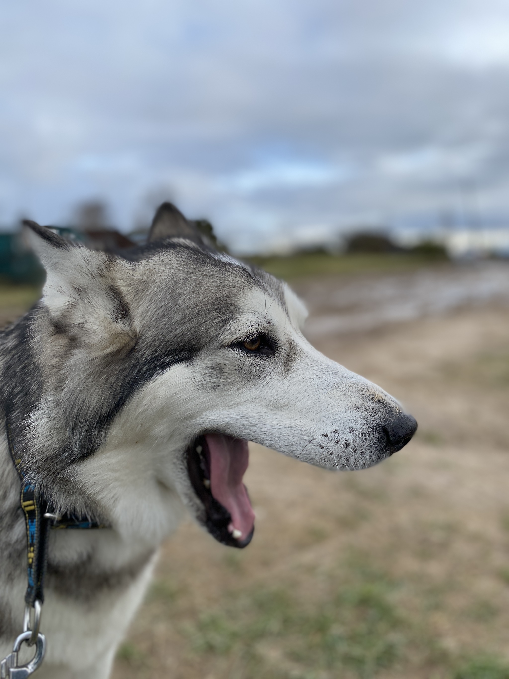 Protection from us - My, Dog, Siberian Husky