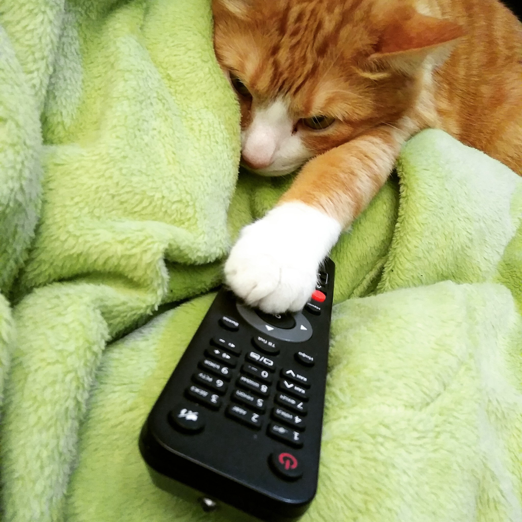 Just cats - My, cat, Photo on sneaker, TV remote, Longpost