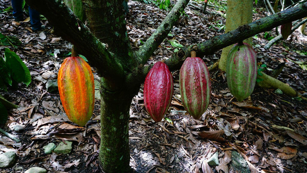 Variety of chocolate. Part one - My, Cocoa, Beans, Chocolate, Flavors, Longpost