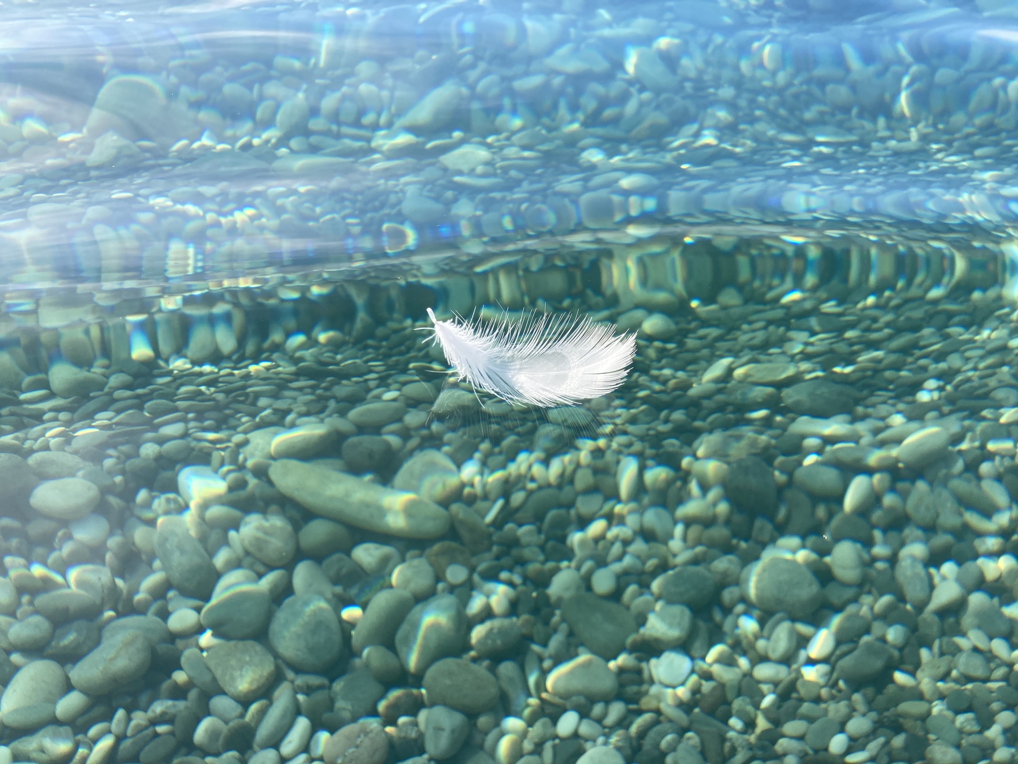 Feather and sea - My, Feather, Sea, Mobile photography, Abkhazia