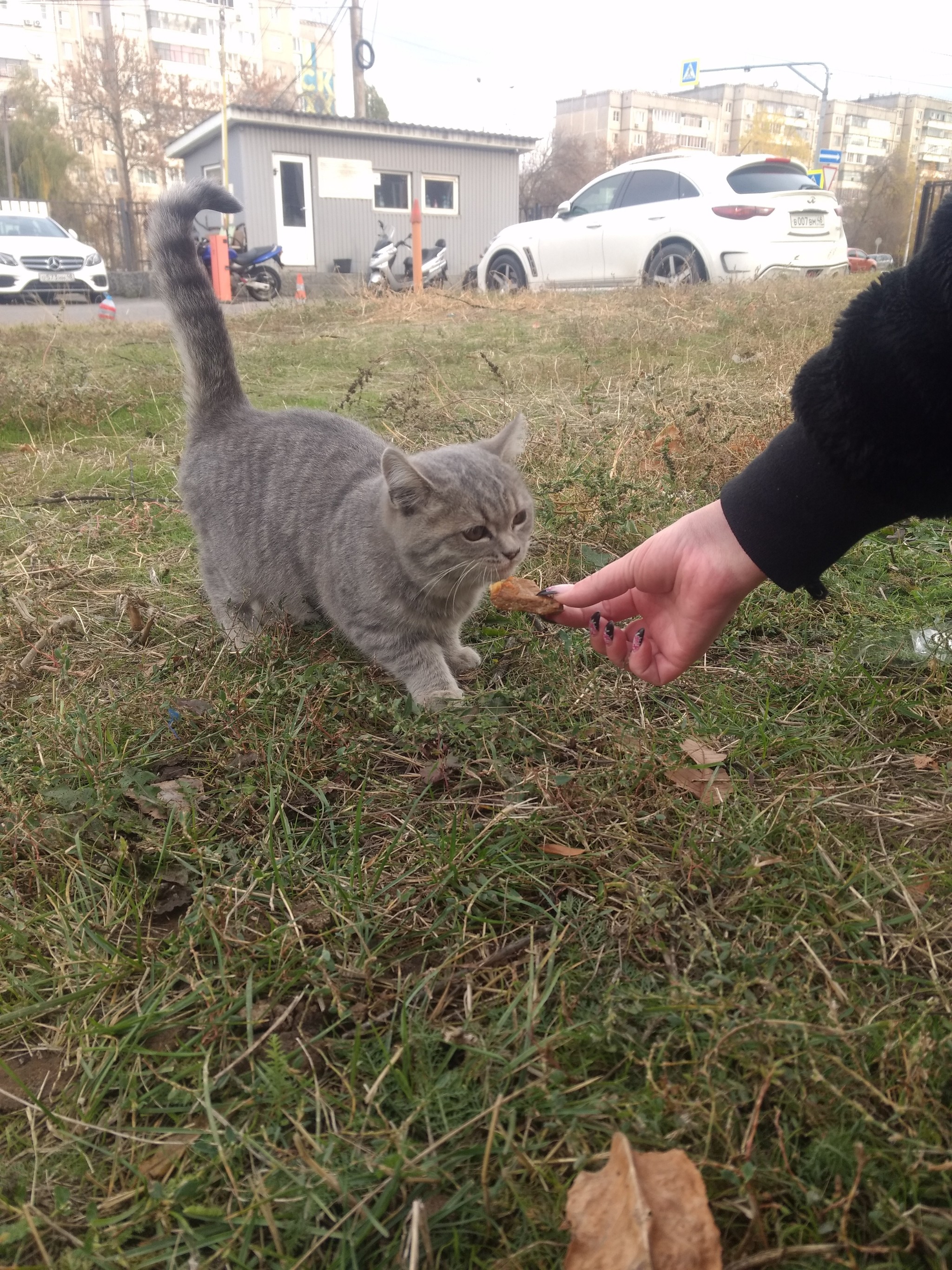 Lipetsk. Kitten is looking for a home - My, cat, Overexposure, Pets, Lipetsk, Help, In good hands, No rating