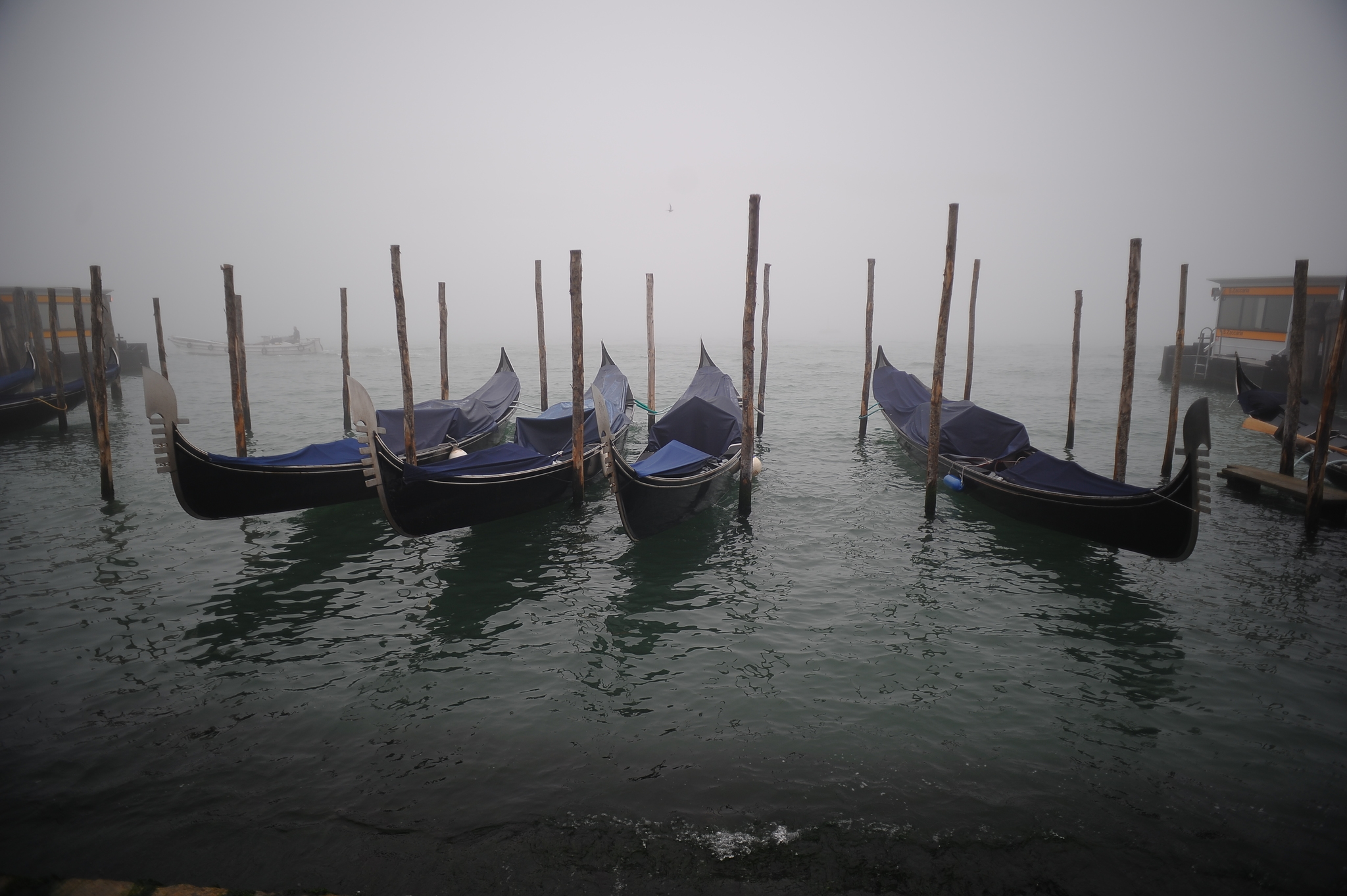 NOT a hedgehog, but in the fog - My, Venice, Longpost