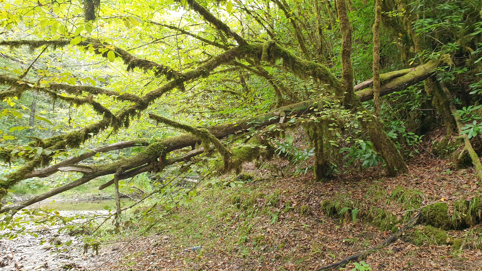 For royal mushrooms on Mussera - My, Abkhazia, Mushrooms, Video, Longpost