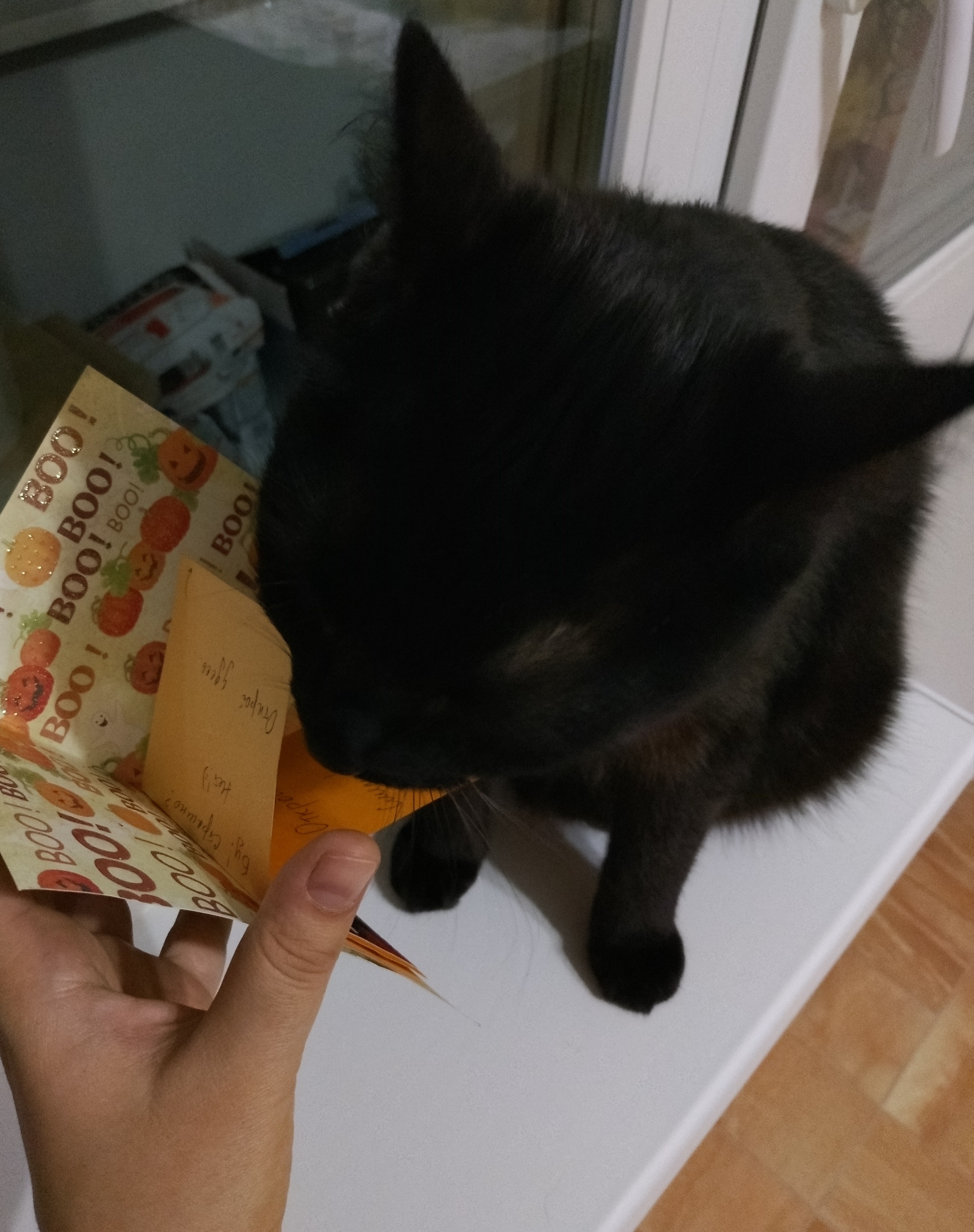 Halloween Exchange: Get a Pumpkin :) - My, Gift exchange, Halloween, Candy, cat, Longpost, Gift exchange report