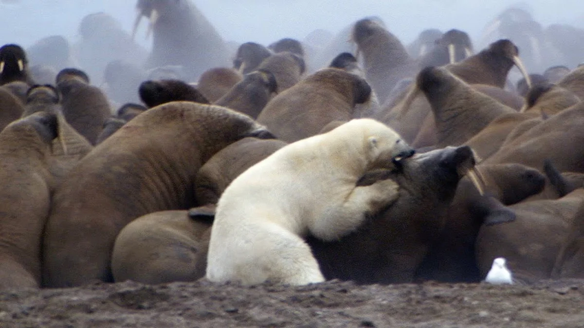 Walrus: A special “chain mail” that even gunfire rarely penetrates. What else surprises the giant of the North? - Animals, Walruses, Nature, Animal book, Longpost, Yandex Zen