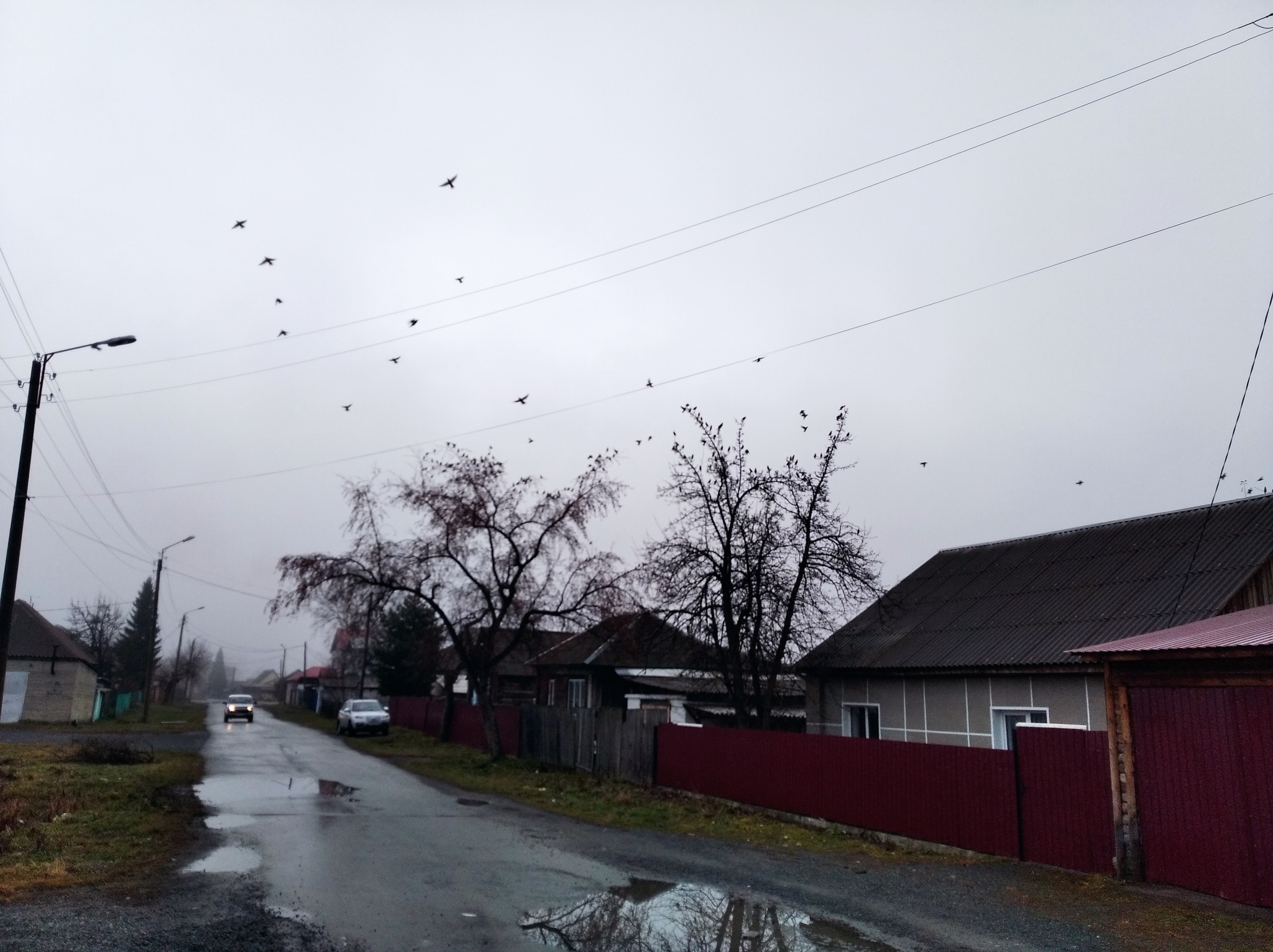 Waxwings - My, Birds, Fog, The photo, Autumn, Waxwing