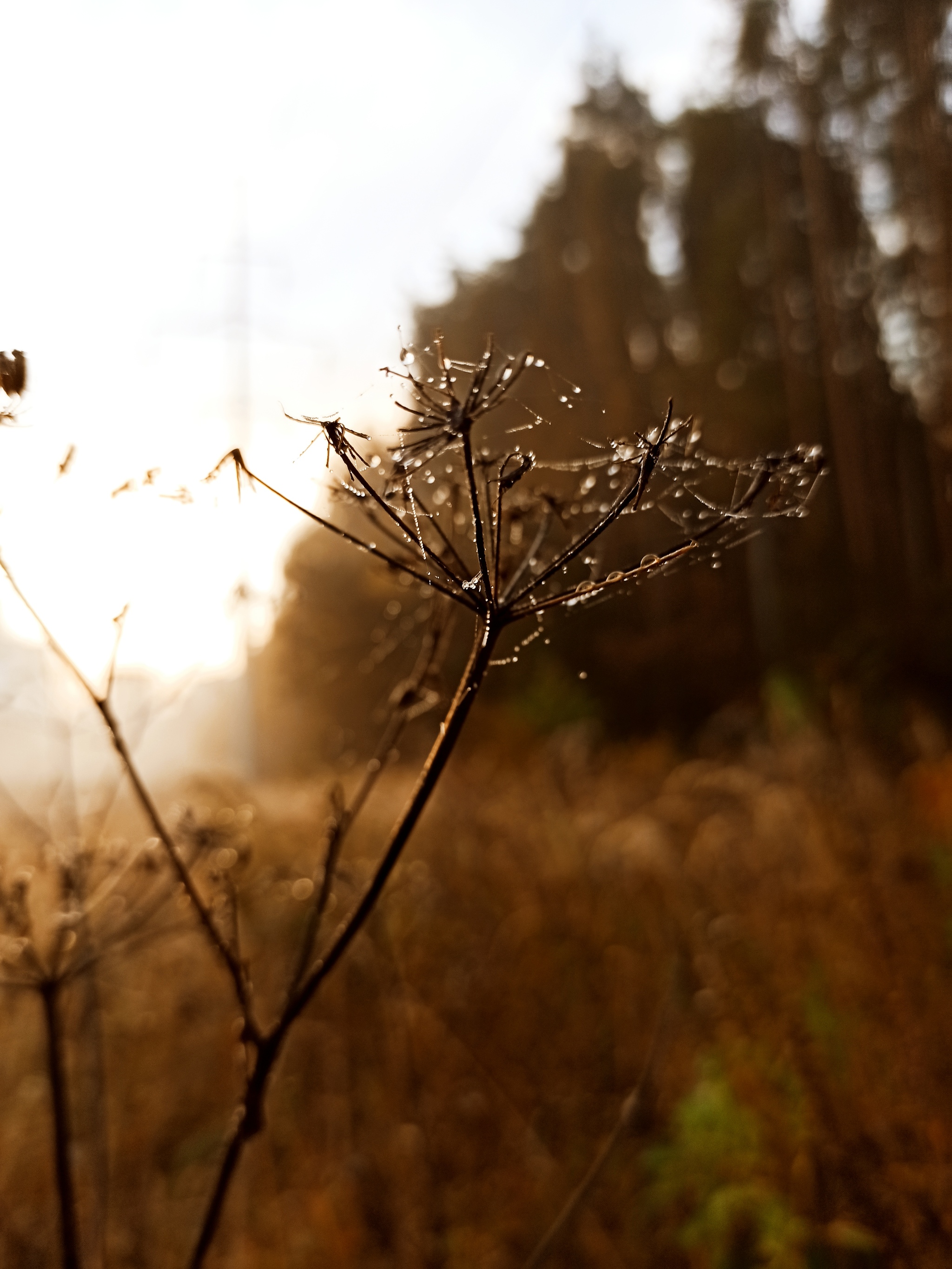 Latest colors - My, The photo, Beginning photographer, Macro photography, Autumn, Longpost, Nature