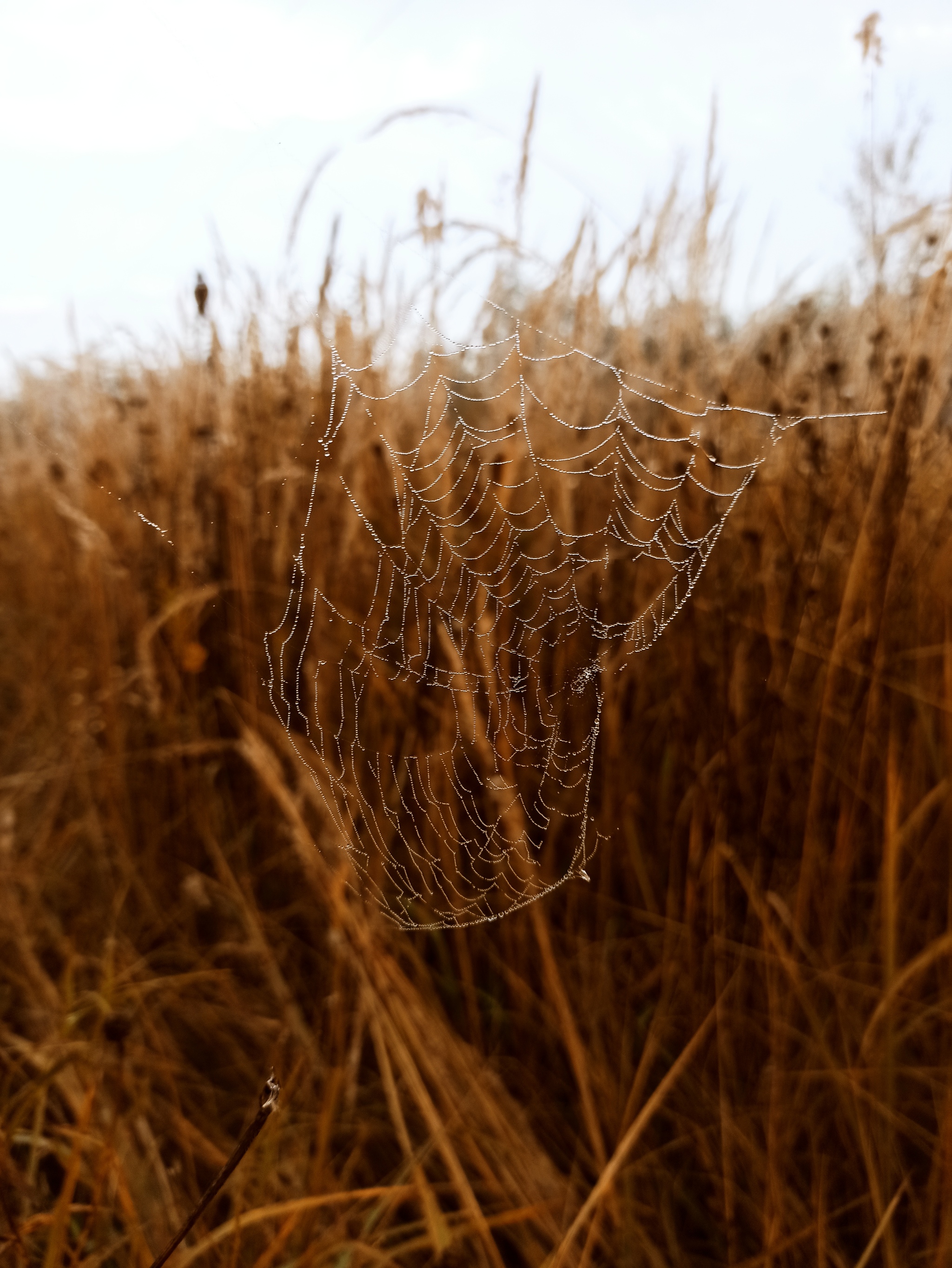 Latest colors - My, The photo, Beginning photographer, Macro photography, Autumn, Longpost, Nature