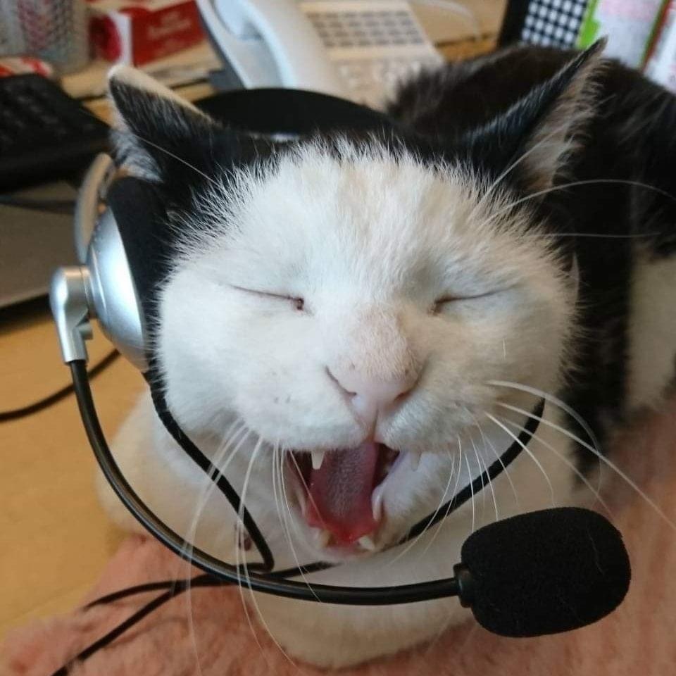 Hello, how can I help you? - cat, Headphones