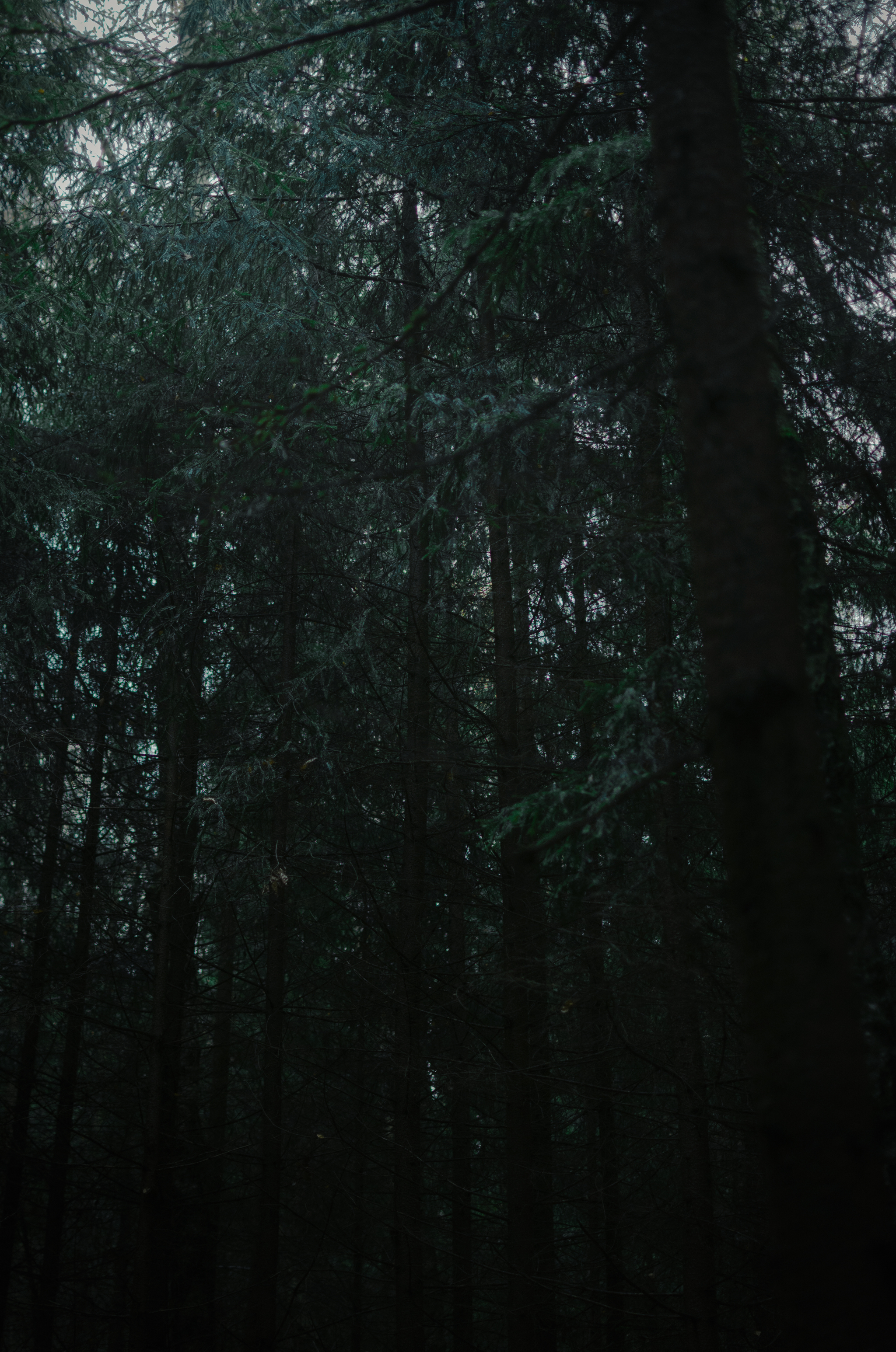 фанфик желтые глаза в темноте леса премьер фото 41