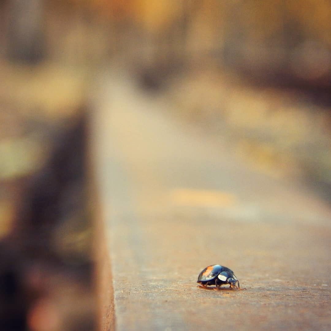 Post #7799958 - My, The photo, Railway, ladybug, I want criticism, Autumn, Insects