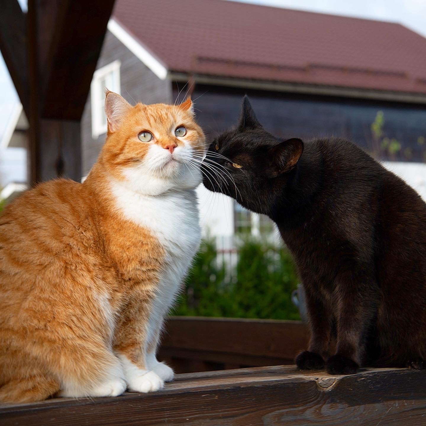 Red on Fridays! - My, Redheads, cat, Fat cats, Video, Longpost