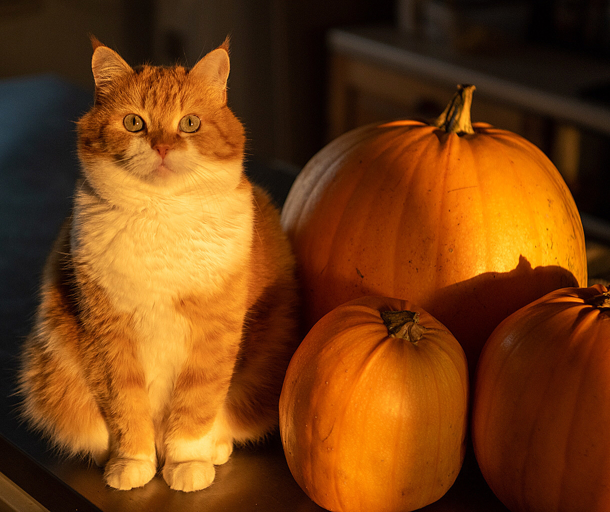 Red on Fridays! - My, Redheads, cat, Fat cats, Video, Longpost