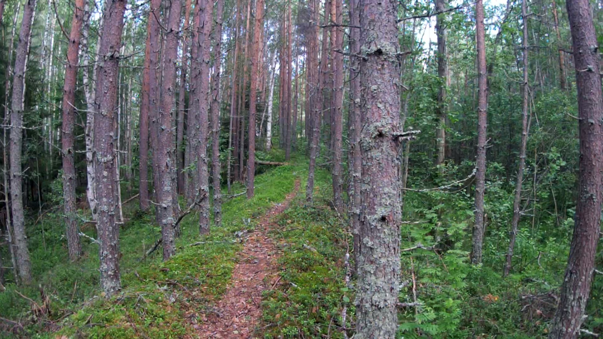 Одиночный пеший поход / Карелия: Летнереченский - Беломорск - Моё, Пешком, Трекинг, Хобби, Путешествия, Поход, Карелия, Беломорск, Длиннопост, Видео, Пятничный тег моё