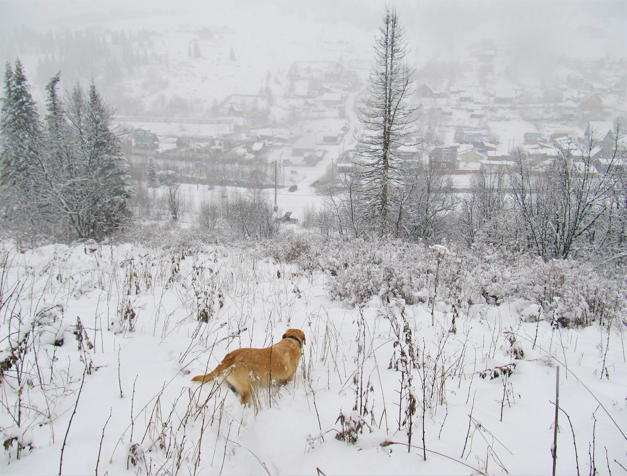 Turned white - My, The winter is coming, Snow, Dog, Labrador, Walk, Video, Longpost