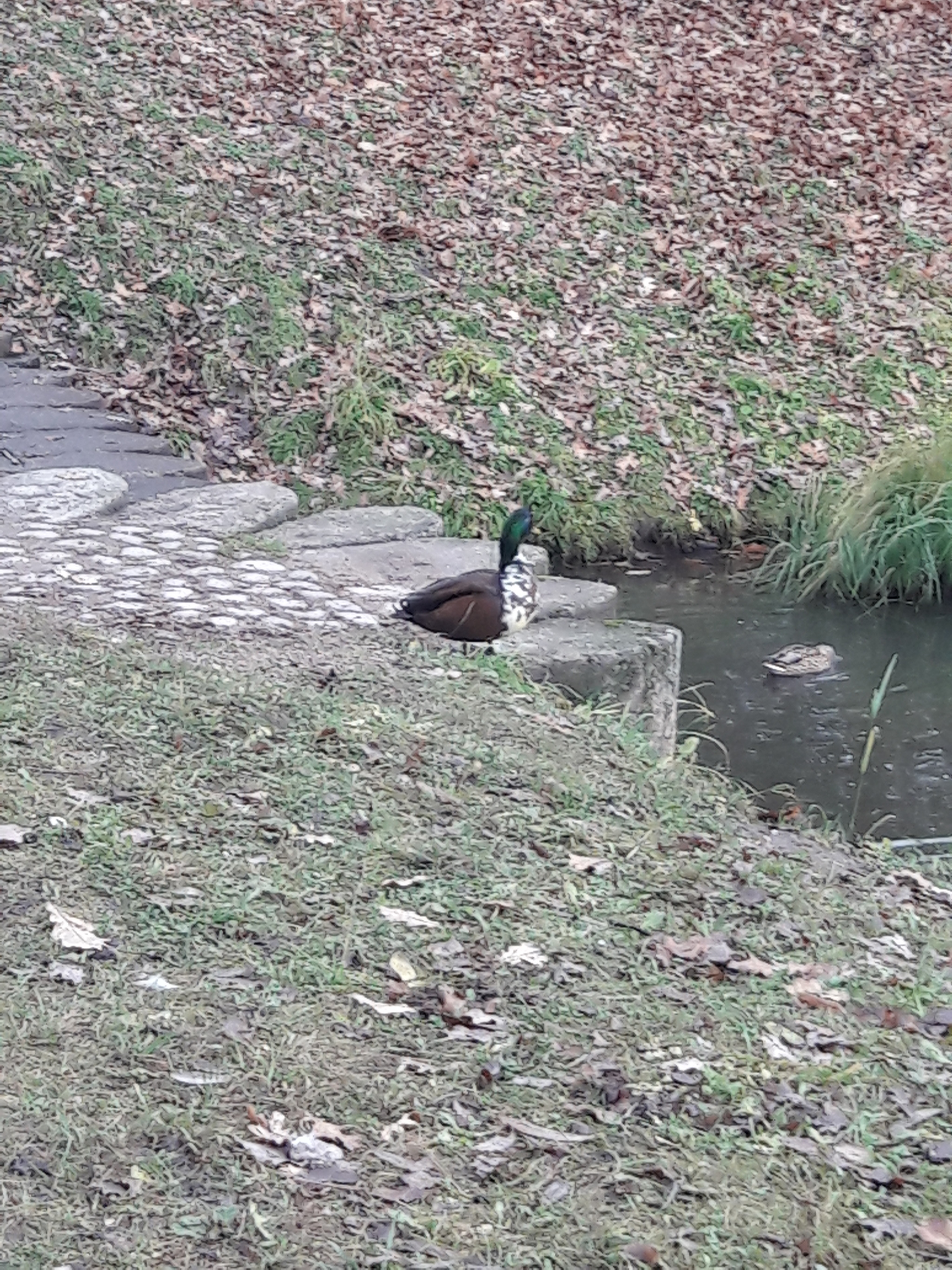 What kind of bird is this? - My, Birds, Definition, The park, Ornithology, Duck, Longpost