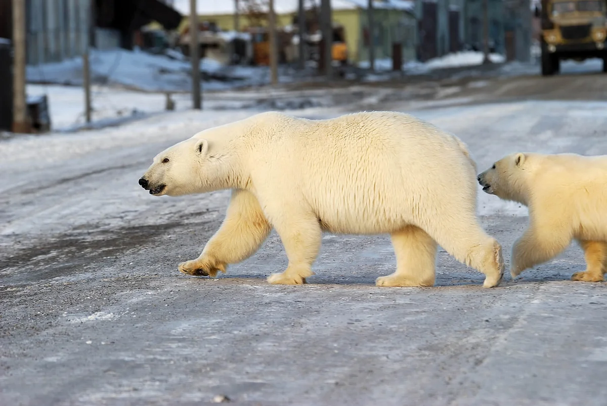 How people in the Arctic protect themselves from bears - Nature, Arctic, Yandex Zen, Video, Longpost, Polar bear, The Bears, WWF