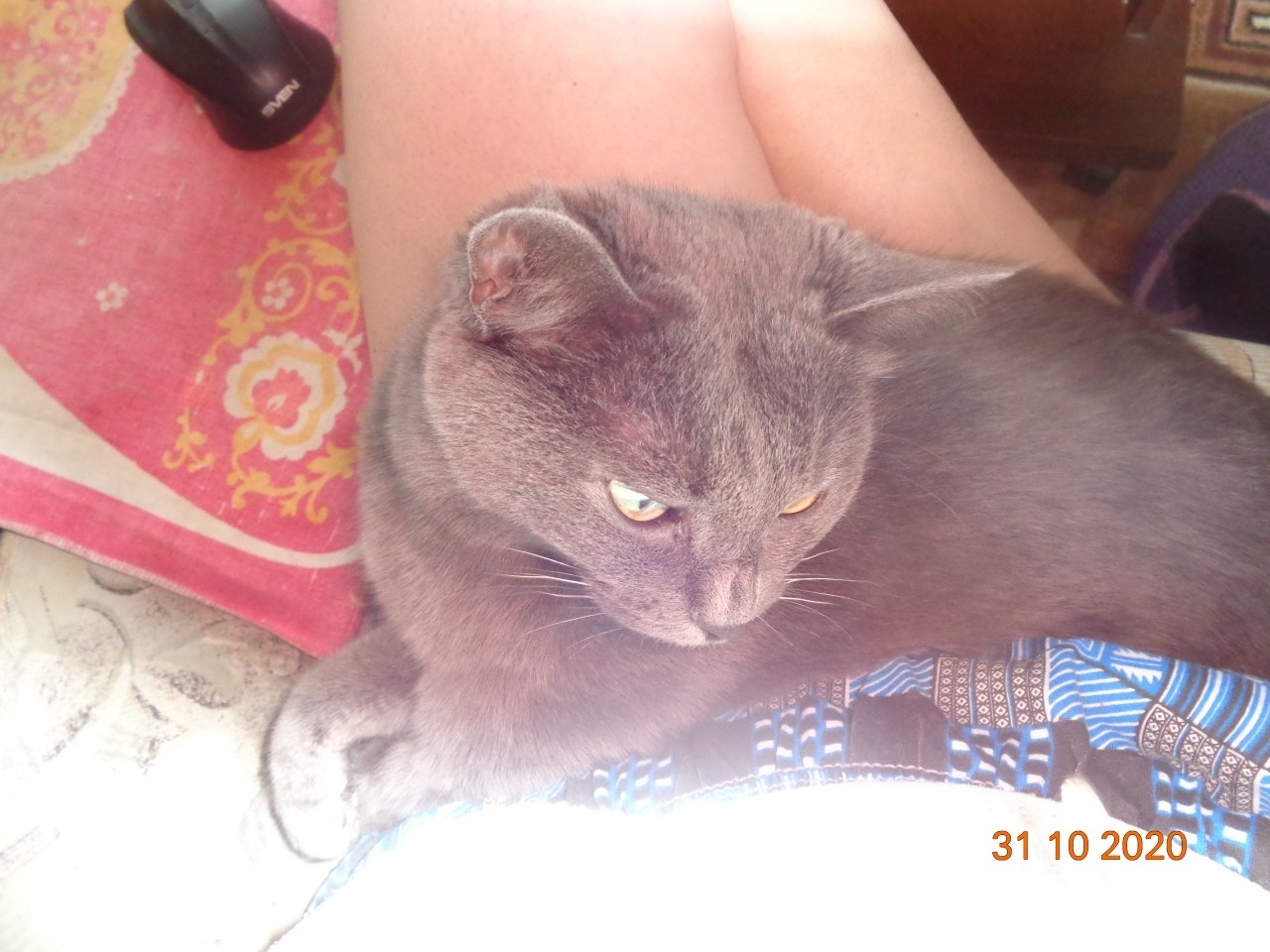 Кошка начала стремительно седеть | Пикабу