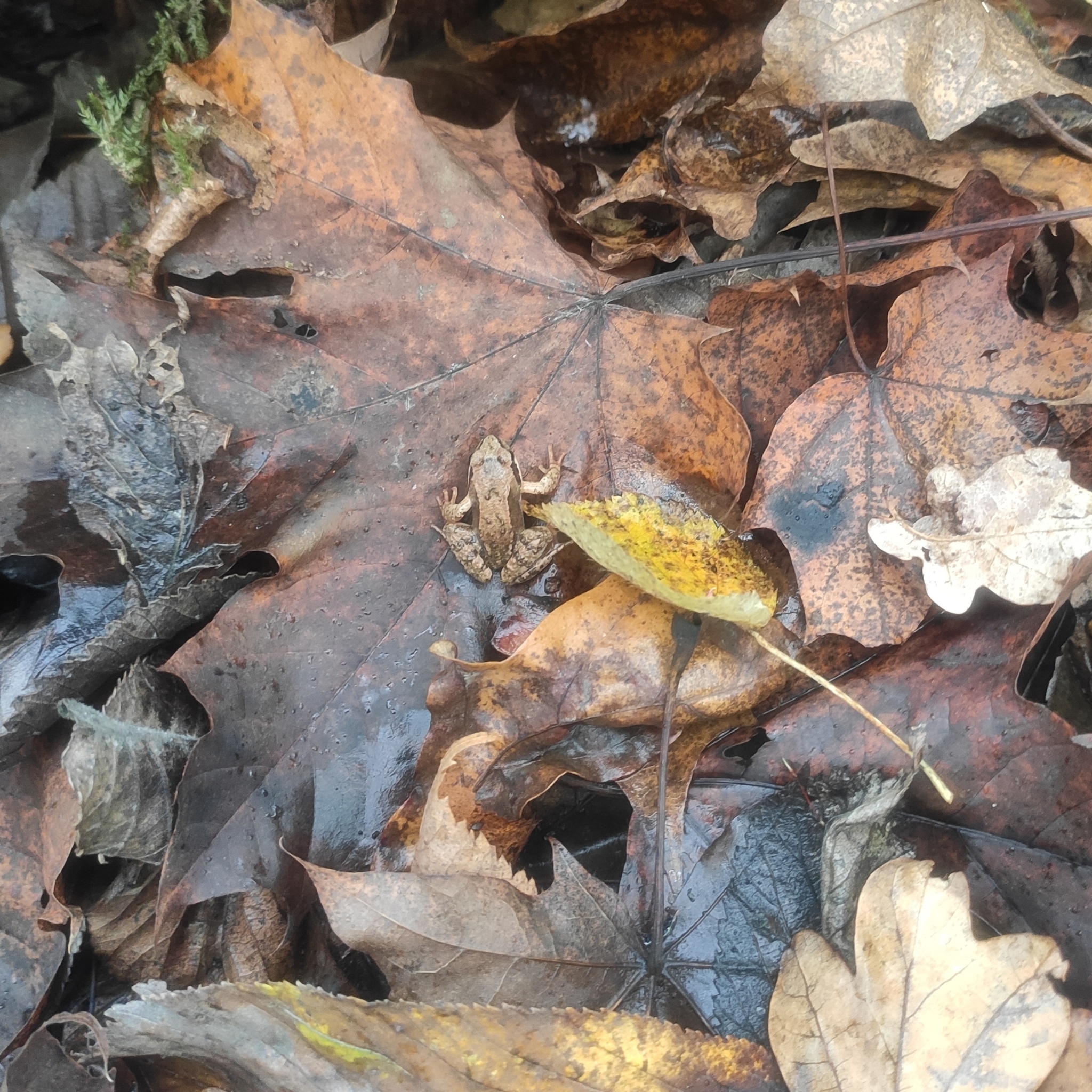 Razor-faced frog (Rana arvalis) - My, Frogs, Forest, Autumn