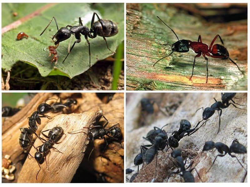 Types of ants in Russia and the world - Ants, Insects, Longpost