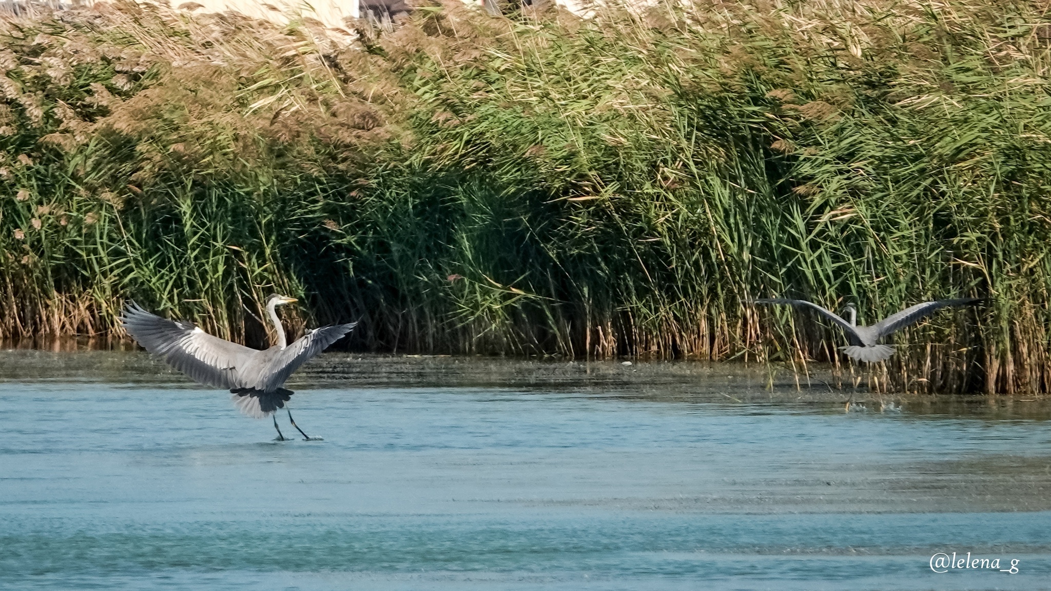 14, 15, 16 microdistrict and the Palace of Olympic Sports - My, Longpost, Novorossiysk, Краснодарский Край, Kuban, Lagoon, Nature, Ecology, Protection of Nature, Activists, civil position, Story, Real life story, Text, Article, A life, Correspondence, Officials, Lawlessness, Negative