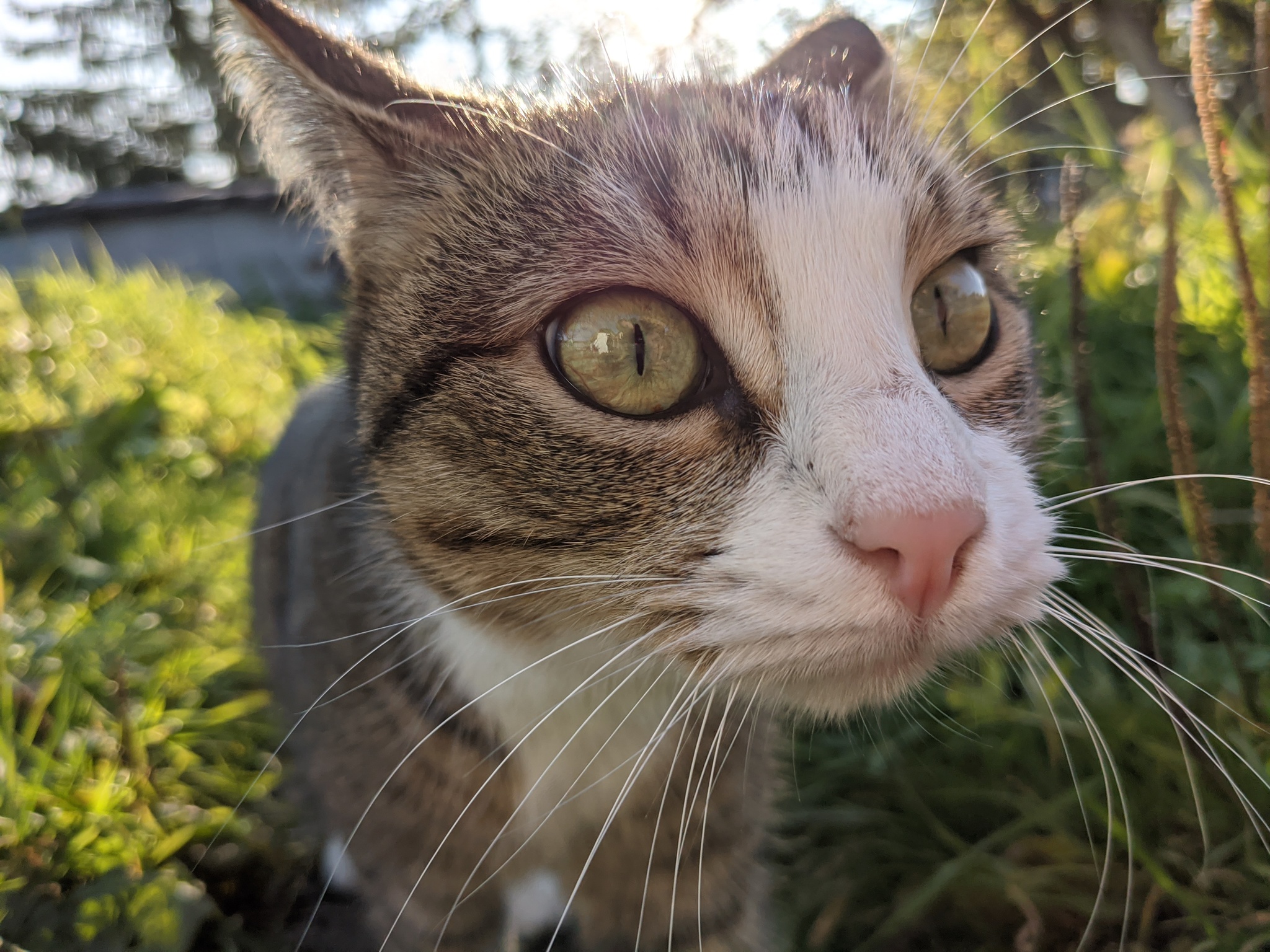 Mordakha on a walk - My, Pets, cat, Autumn, Longpost