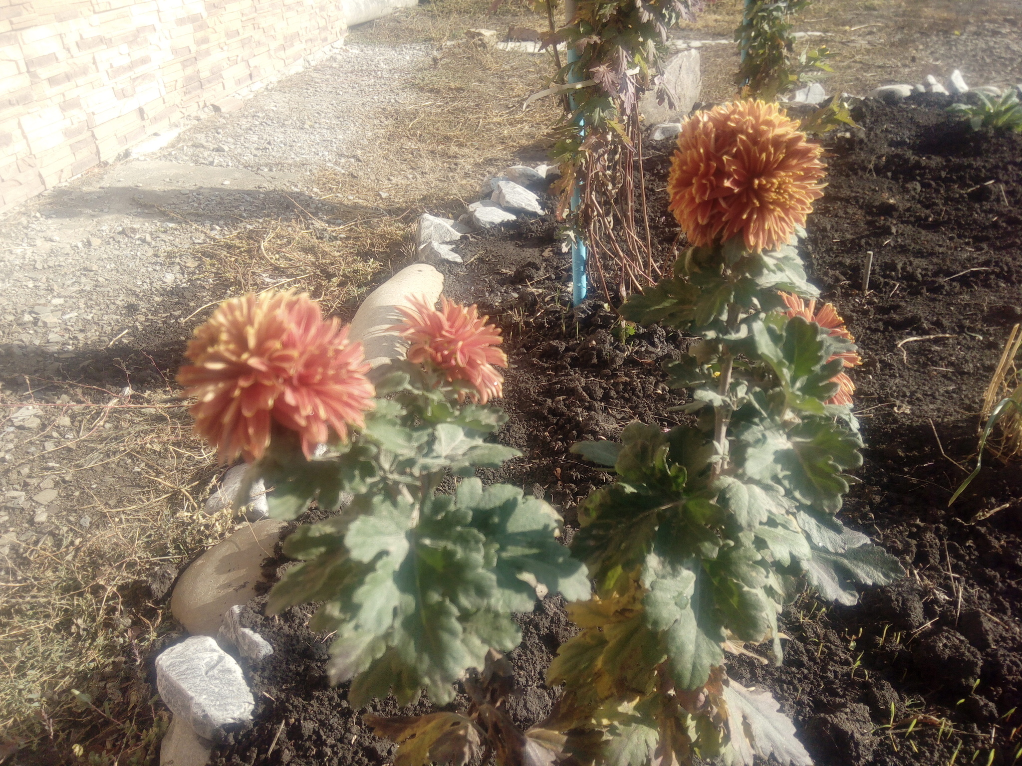 Azov region. November. A little color in the ribbon... - My, Azov, Mood, November, Gardening, Dacha, Longpost, Chrysanthemums