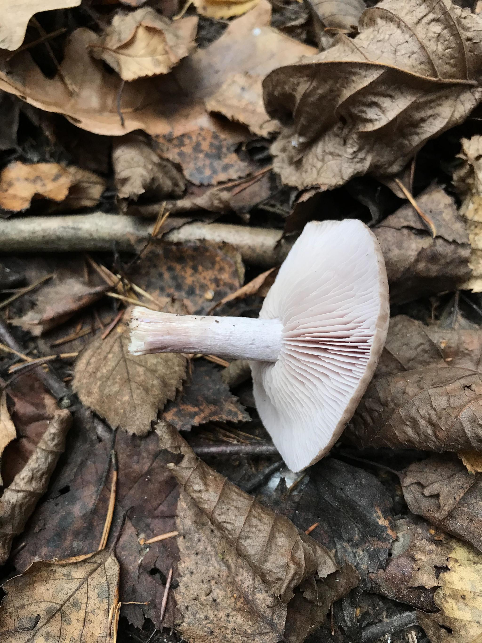 What kind of mushrooms? - My, Mushrooms, Honey mushrooms, Silent hunt, Mushroom pickers, Mushroom season, Longpost