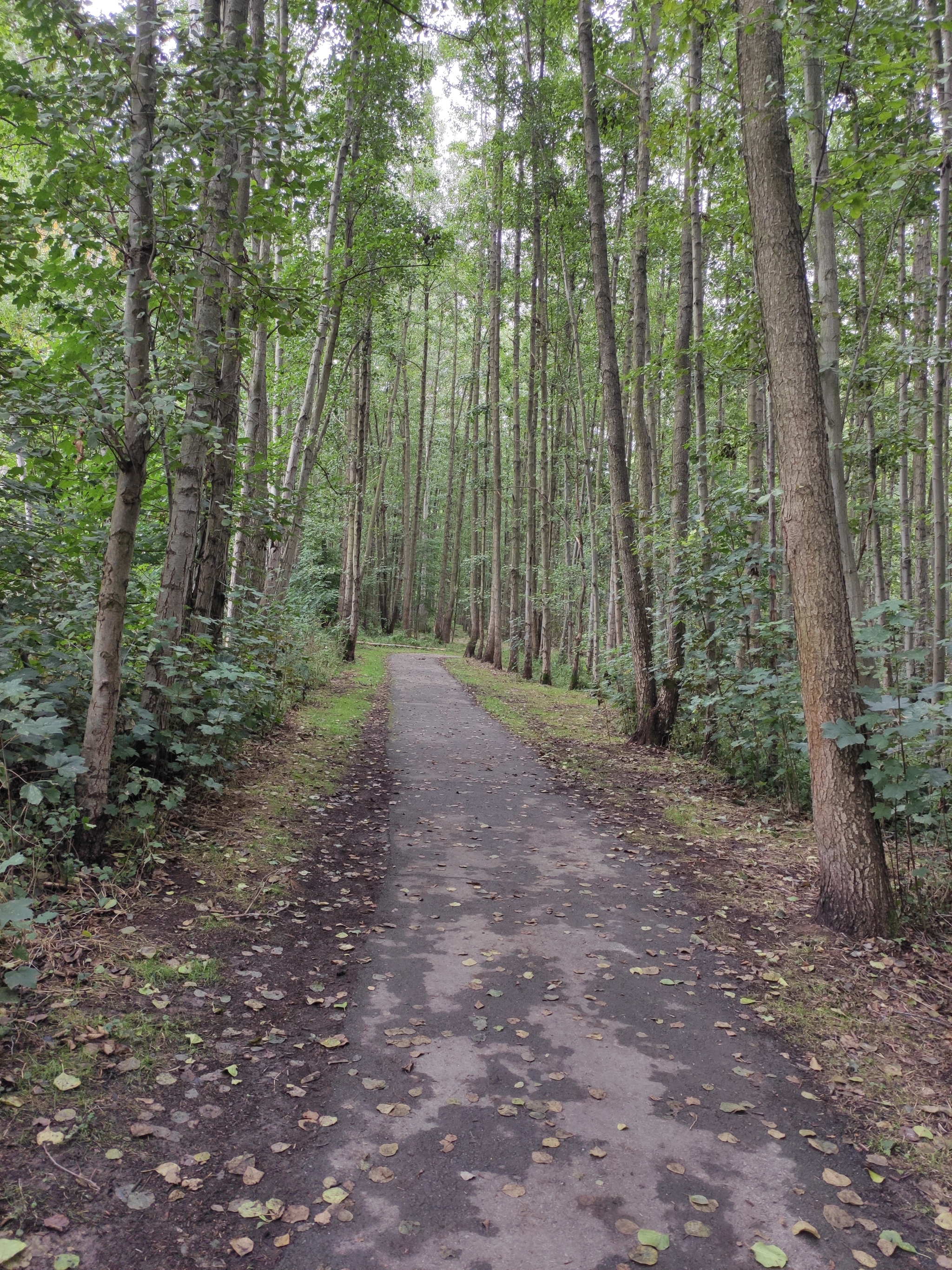 Walk in the autumn Saxon forest - My, Forest, Saxony, Photo on sneaker, Honey mushrooms, Longpost, Autumn