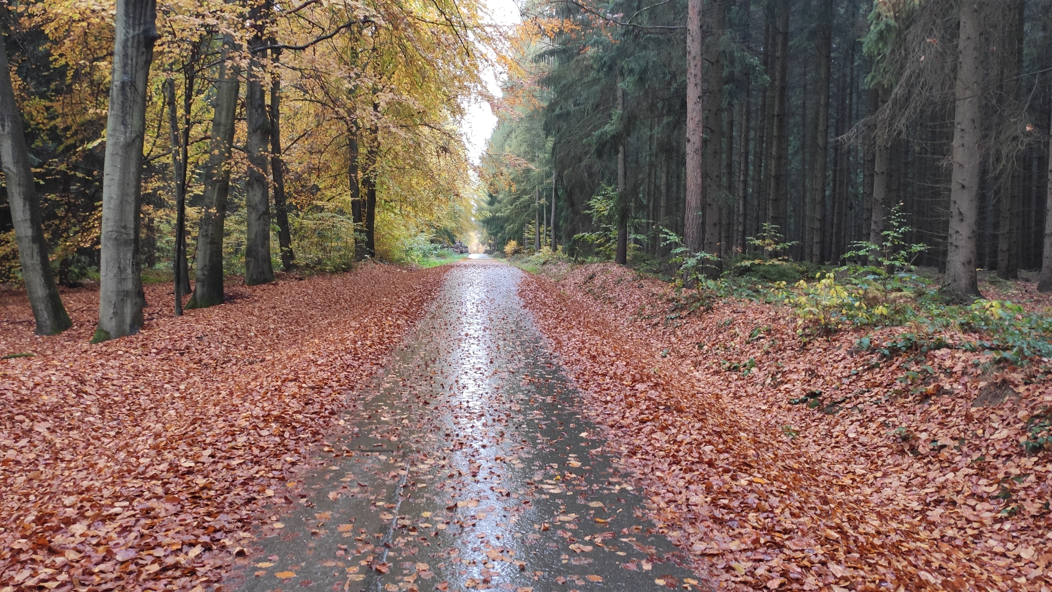 Walk in the autumn Saxon forest - My, Forest, Saxony, Photo on sneaker, Honey mushrooms, Longpost, Autumn