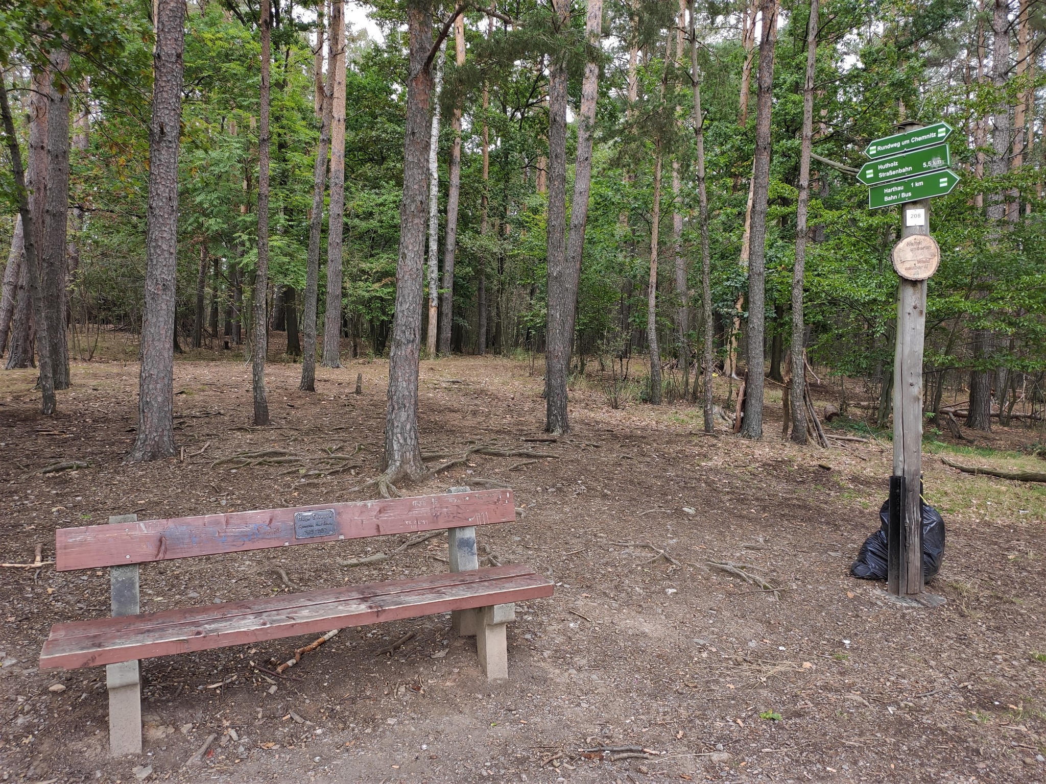 Walk in the autumn Saxon forest - My, Forest, Saxony, Photo on sneaker, Honey mushrooms, Longpost, Autumn