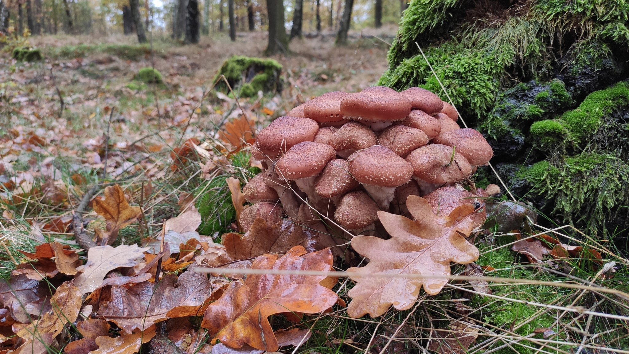 Walk in the autumn Saxon forest - My, Forest, Saxony, Photo on sneaker, Honey mushrooms, Longpost, Autumn