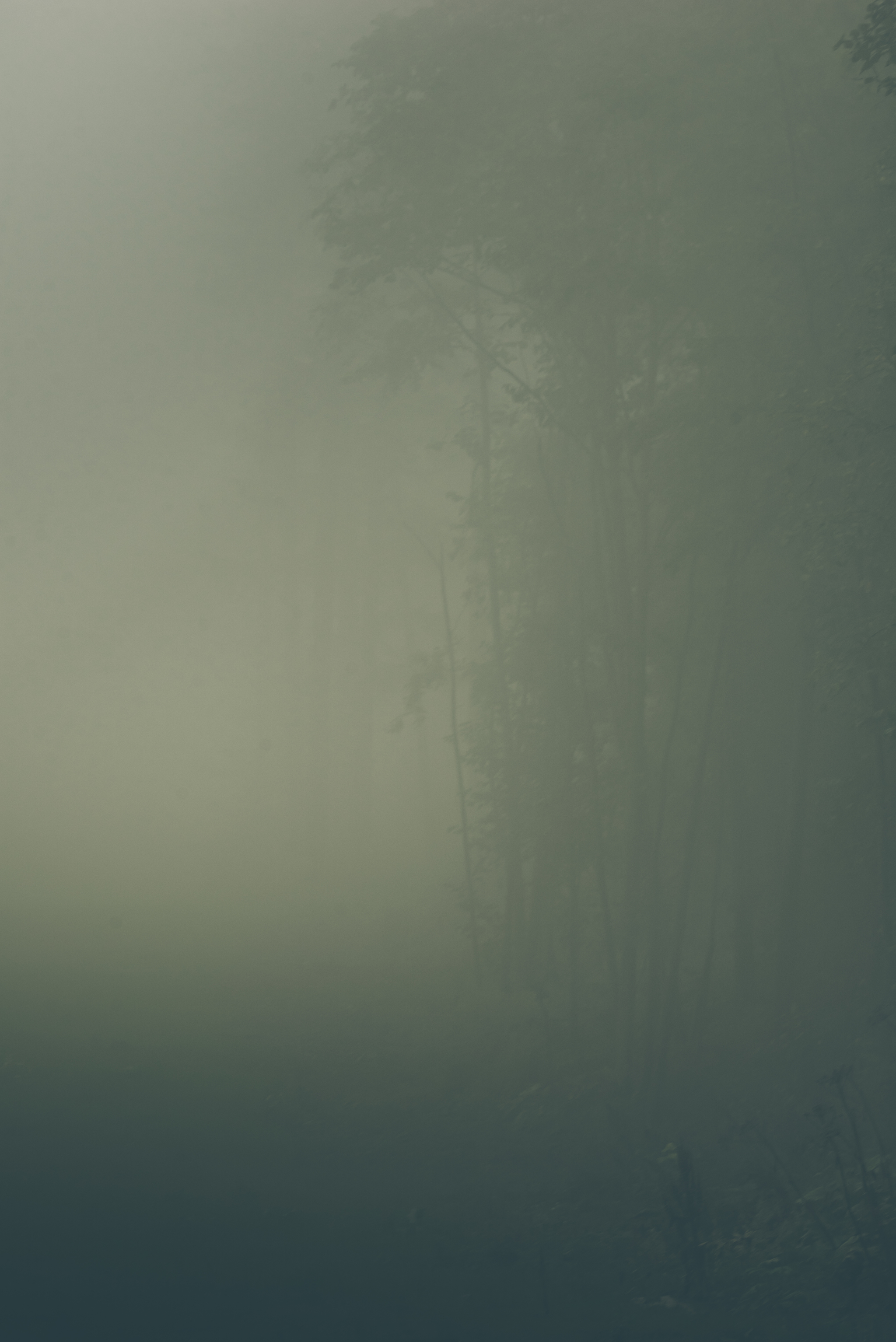 On the edge of perception - My, Nature, Forest, Fog, Atmosphere, Air, Space, Silence, Contemplation, Longpost