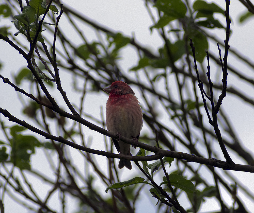 DIFFERENT BIRDS - 3 - My, Ornithology, Birds, Nature, Schelkovo, Moscow region, Hobby, Photo hunting, Longpost