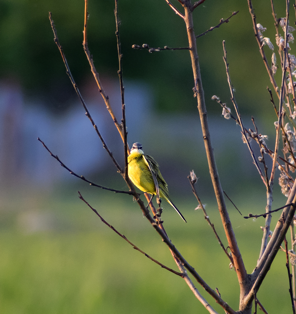 DIFFERENT BIRDS - 3 - My, Ornithology, Birds, Nature, Schelkovo, Moscow region, Hobby, Photo hunting, Longpost