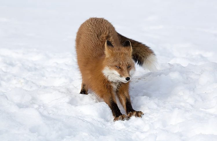 Fox stretches - The photo, Fox, Kamchatka, Instagram, Puffs, Animals