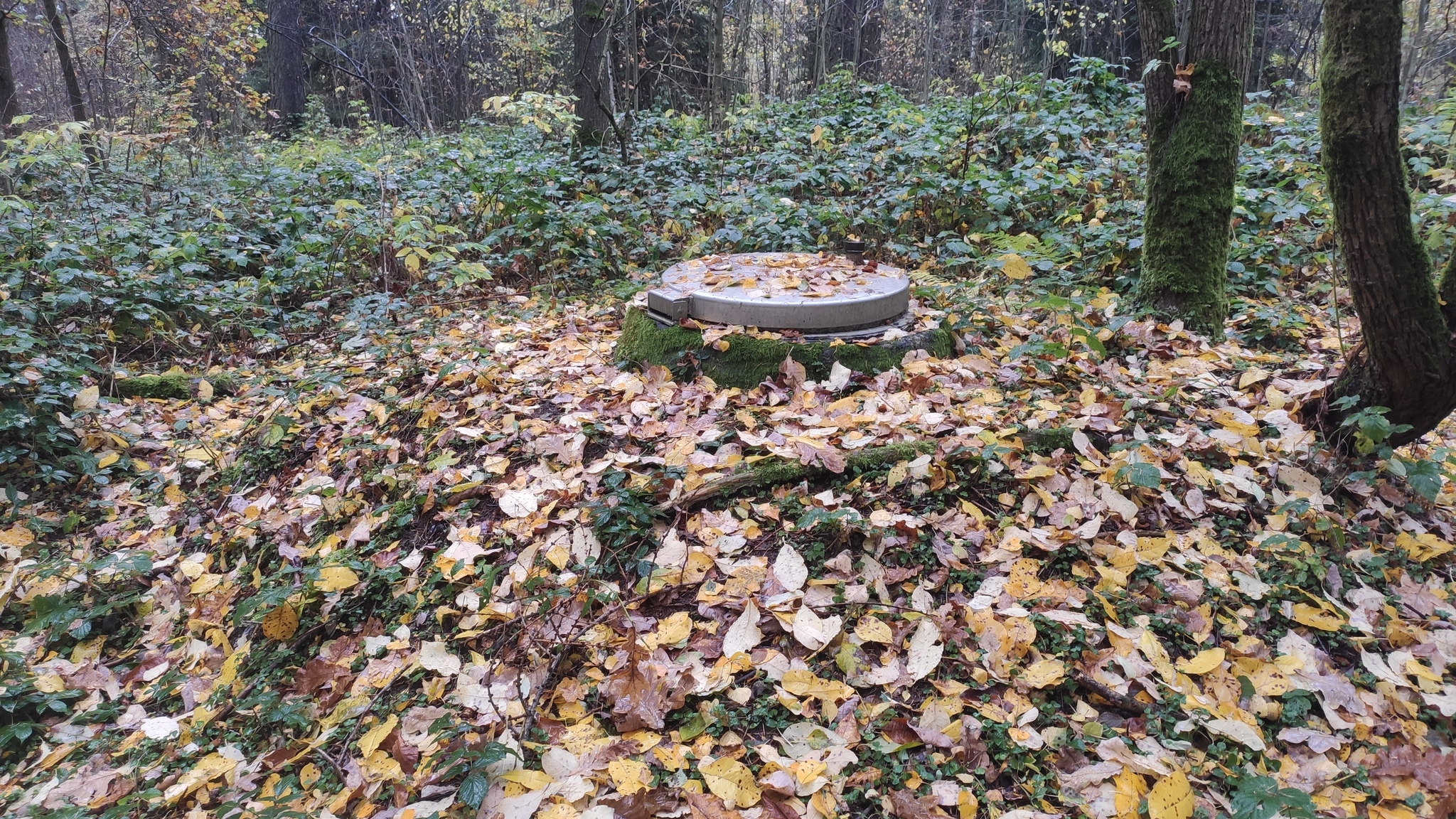 Continuation of the post “Hatch in the forest” - My, Forest, Luke, What's this?, Saxony, Uranus, Reply to post