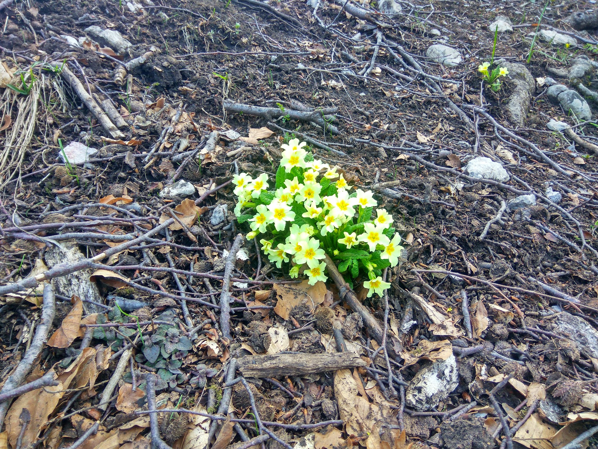 Crimea 2019. Day 3 part 2 “They teach a fool” - My, Crimea, Cold, Chatyr-Dag, Hike, Mat, Longpost